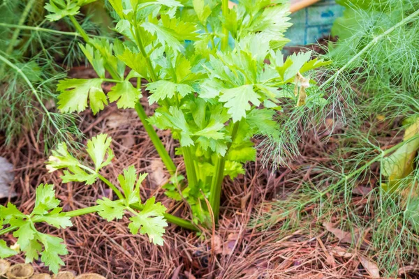 Świeże Zielone Plantacje Selera Ekologicznej Hodowli Warzyw — Zdjęcie stockowe