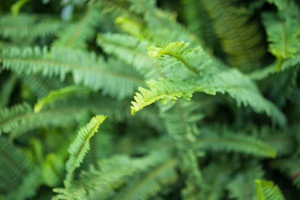 Samambaia Verde Folhas Fundo Natural — Fotografia de Stock