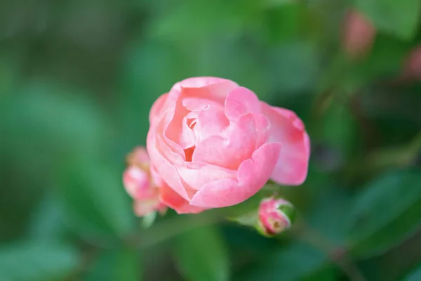 Hermosas Rosas Coloridas Florecen Jardín — Foto de Stock