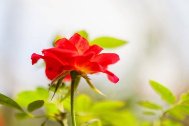 Bahçedeki güzel kırmızı güller