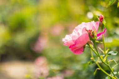 Bahçedeki güzel pembe güller