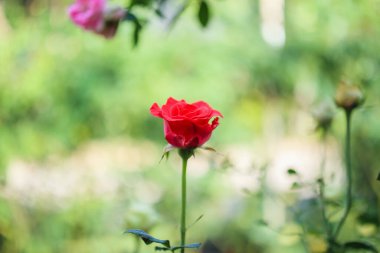 Bahçedeki güzel kırmızı güller