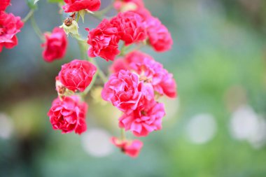 Bahçedeki güzel kırmızı güller