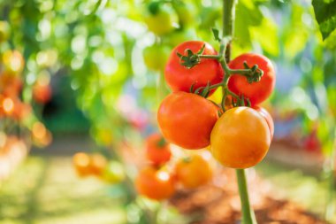 Taze kırmızı olgun domatesler asma ağacında asılı organik bahçede yetişiyor.