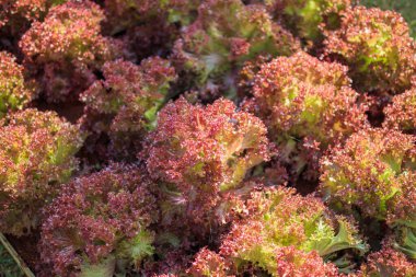 Taze Lollo Rossa kırmızı salata yaprakları organik çiftlikte.