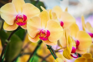 Güzel falaenopsis orkidesi çiçek açan bahçe çiçekleri.