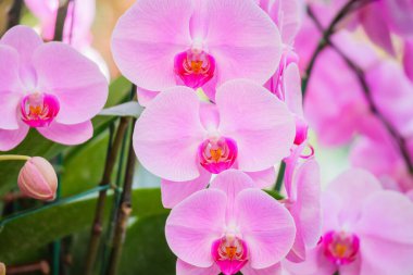 Güzel falaenopsis orkidesi çiçek açan bahçe çiçekleri.