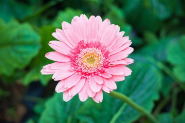 Bahçede pembe gerbera çiçekleri