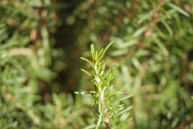 Bahçedeki biberiye bitkisi