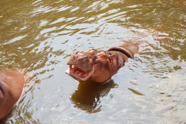 Közönséges Víziló Hippopotamus Amphibius Közelről — Stock Fotó