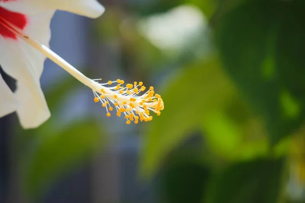 Hibiskus Kwiat Zielonym Ogrodzie — Zdjęcie stockowe