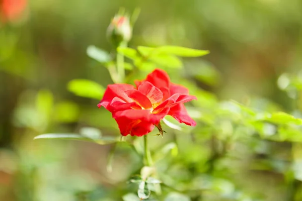 Belle Fleur Roses Rouges Dans Jardin — Photo