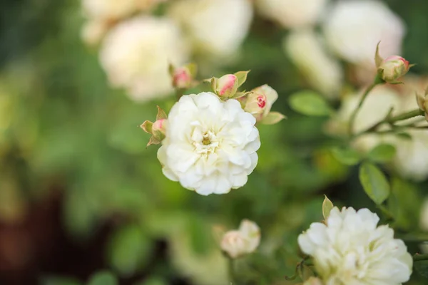 Белый Цветок Саду — стоковое фото