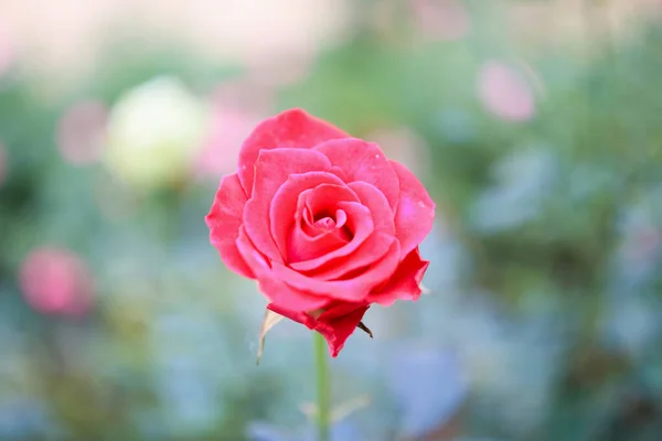 Hermosas Rosas Rojas Florecen Jardín — Foto de Stock