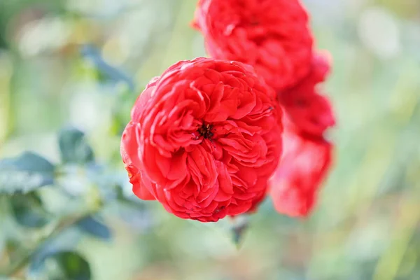 Hermosas Rosas Rojas Florecen Jardín —  Fotos de Stock