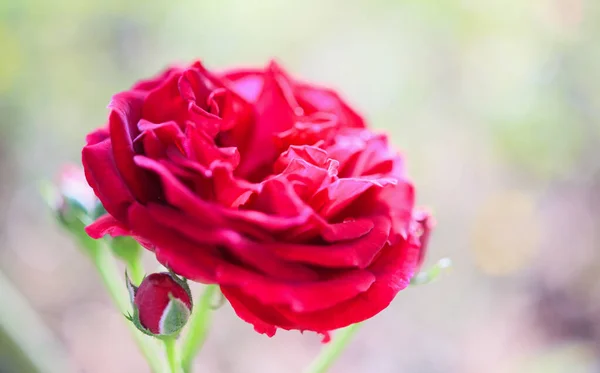 Hermosas Rosas Rojas Florecen Jardín — Foto de Stock