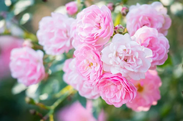 Beautiful Pink Roses Flower Garden — Stock Photo, Image