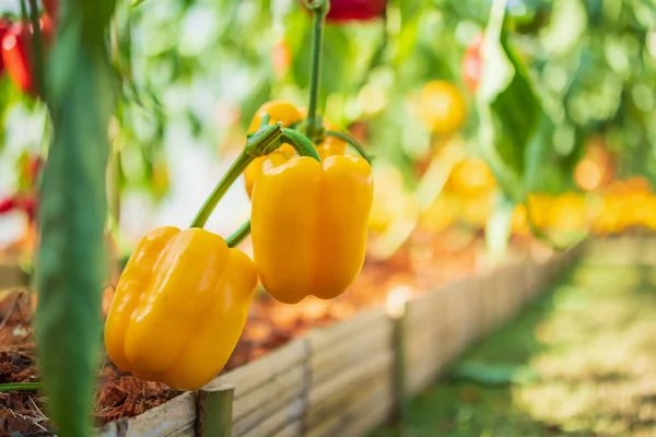 Planta Pimiento Amarillo Creciendo Jardín Orgánico — Foto de Stock