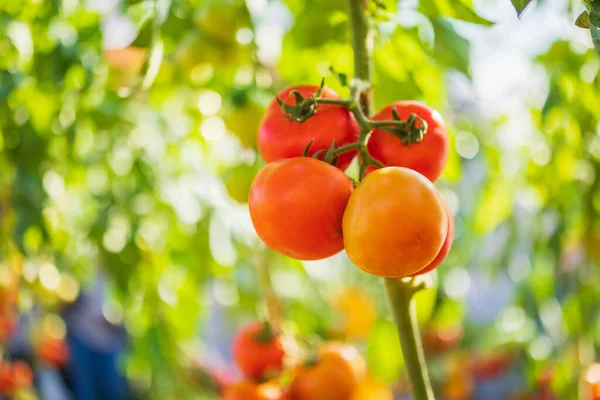 Fresh Red Ripe Tomatoes Hanging Vine Plant Growing Organic Garden — Stock Photo, Image