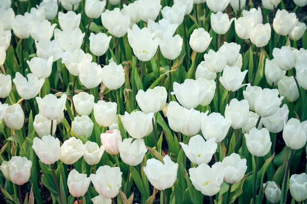 Čerstvé Bílé Tulipány Květ Zahradě — Stock fotografie