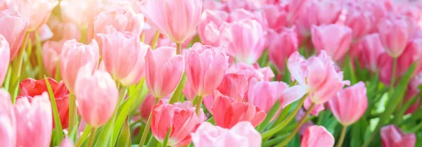 Frische Bunte Tulpenblüten Garten — Stockfoto