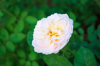 Bahçedeki güzel güller