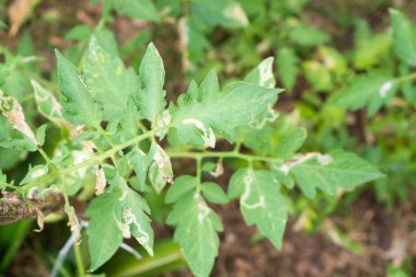 Sebze bahçesindeki yapraklara hastalık bulaşmış domatesler.