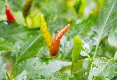 Thai pepper chilli padi in the garden close up clipart