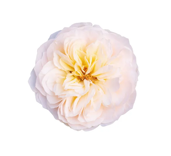 Hermosa Flor Rosa Colorida Aislada Sobre Fondo Blanco — Foto de Stock