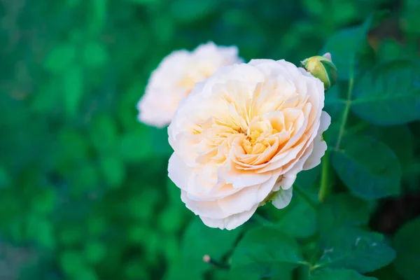 Hermosas Rosas Florecen Jardín — Foto de Stock