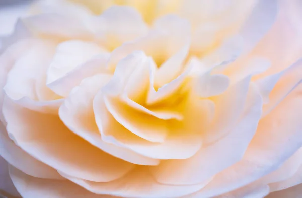 Piękna Róża Kwiat Zbliżenie Abstrakcyjne Tło — Zdjęcie stockowe