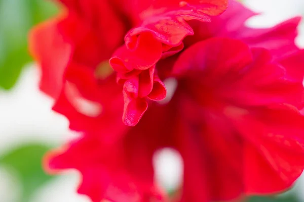 Rote Hibiskusblüte Garten — Stockfoto