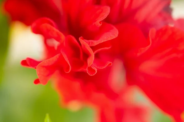 Czerwony Kwiat Hibiskusa Ogrodzie — Zdjęcie stockowe