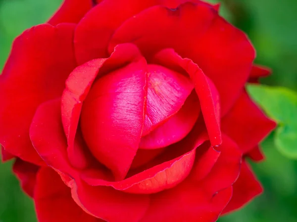 Hermosas Rosas Rojas Florecen Jardín — Foto de Stock