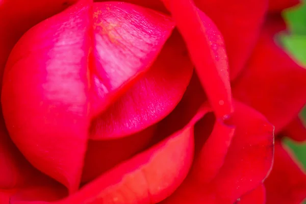 Vackra Röda Rosor Blomma Trädgården — Stockfoto