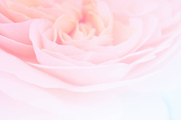 Beautiful rose flower close up abstract background
