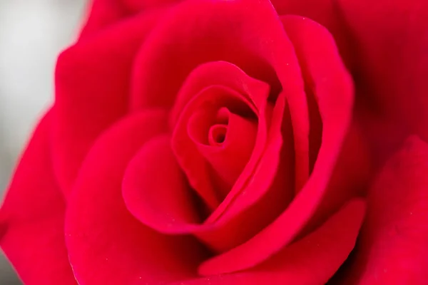 Piękne Czerwone Róże Kwiat Zbliżenie Tło — Zdjęcie stockowe