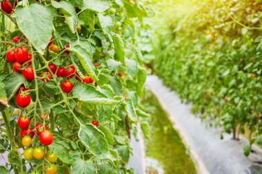Taze kırmızı domatesler organik bahçede yetişmeye hazır.