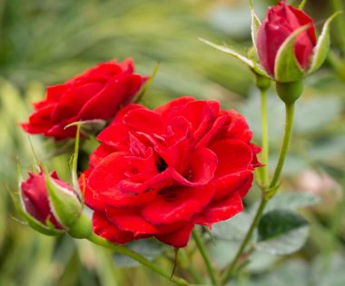 Bahçedeki güzel kırmızı güller