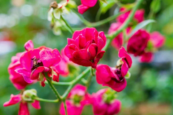 Hermosas Rosas Rosadas Coloridas Florecen Jardín —  Fotos de Stock