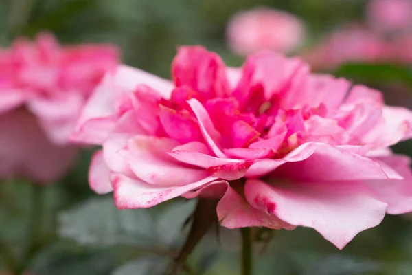 ดอกก หลาบส ชมพ สวยงาม ดอกไม ในสวน — ภาพถ่ายสต็อก