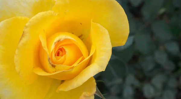 Schöne Gelbe Rosen Blühen Garten — Stockfoto