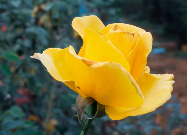 Schöne Gelbe Rosen Blühen Garten — Stockfoto