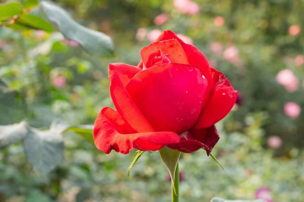 Hermosas Rosas Rojas Florecen Jardín — Foto de Stock