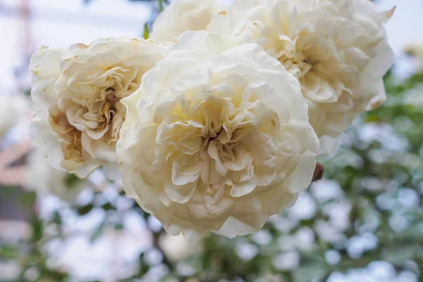 Schöne Weiße Rosen Blühen Garten — Stockfoto