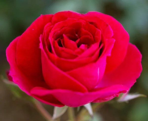 Hermosas Rosas Rojas Florecen Jardín — Foto de Stock