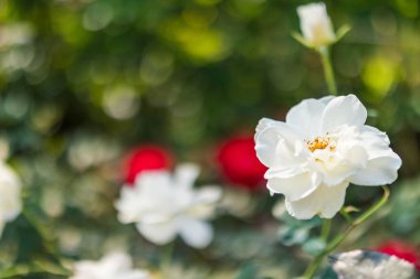 Bahçedeki güzel beyaz güller