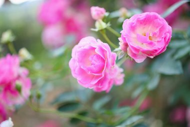 Bahçedeki güzel pembe güller