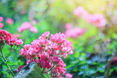 Bahçedeki güzel pembe güller