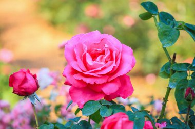 Bahçedeki güzel pembe güller